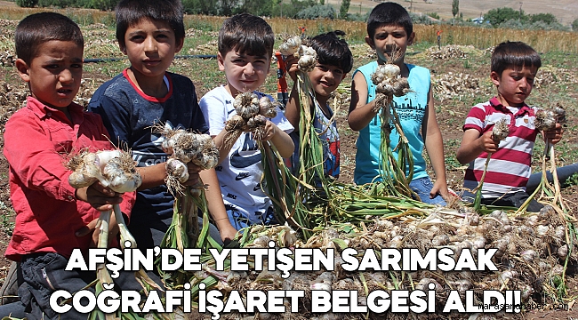 Afşin’de Yetişen Sarımsak Coğrafi İşaret Belgesi Aldı!