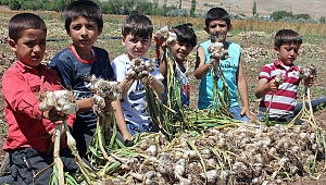 Afşin’de Yetişen Sarımsak Coğrafi İşaret Belgesi Aldı!
