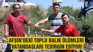 Afşin'deki Toplu Balık Ölümleri Vatandaşları Tedirgin Ediyor!