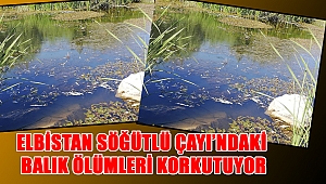 Elbistan Söğütlü Çayı’ndaki balık ölümleri korkutuyor