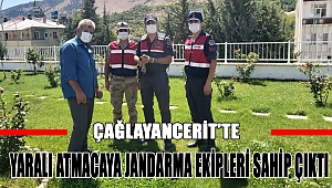 Yaralı atmacaya jandarma ekipleri sahip çıktı 