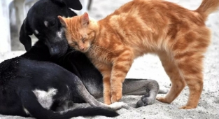 Deva’dan Sahipsiz Hayvanlar İçin Çözüm Önerileri