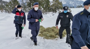 Kahramanmaraş'ta kızıl geyikler için yem bırakıldı