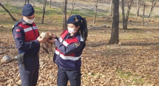 Kahramanmaraş’ta yaralı şahine jandarma sahip çıktı