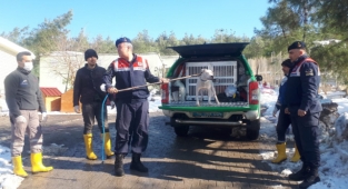 Kahramanmaraş’ta başıboş pitbula el konuldu