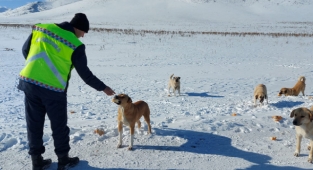 Kahramanmaraş’ta Jandarma sokak hayvanlarını besledi