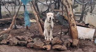 Kahramanmaraş’ta kimliksiz Pitbull’a el konuldu