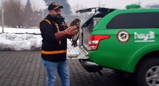 Kahramanmaraş’ta yaralı şahine polis ekipleri sahip çıktı 