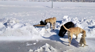 Kış Soğuklarında Can Dostlar Unutulmadı
