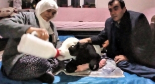 Kahramanmaraş’ta erken doğan buzağıya bebek gibi bakıyor