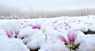 Kahramanmaraş’ta kardelenler kar altında kaldı