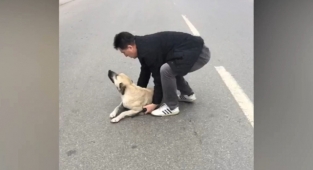 Kahramanmaraş’ta Yaralı Köpeğe Polis Şefkati