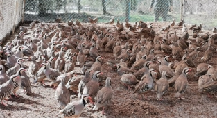 Kene ve sünnet savaşçıları Kahramanmaraş’ta üretiliyor