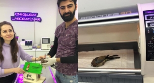 Yaralı Kumru’ya Onikişubat Belediyesi personelleri sahip çıktı