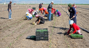 Büyükşehir Çiftçilere Desteğini Sürdürüyor