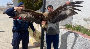 Kahramanmaraş’ta yaralı kartala jandarma sahip çıktı 
