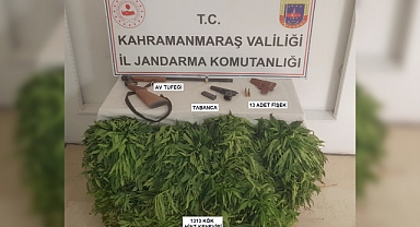 Kahramanmaraş’ta cezaevi firarisi kenevir yetiştirirken yakalandı
