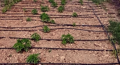 Kenevir yetiştirmek için damlama sulama sistemi kurdu yakalandı