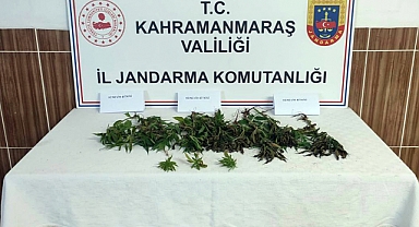 Bahçesinde kenevir yetiştirdi yakalandı