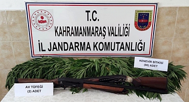 Evinde kenevir yetiştirdi gözaltına alındı