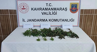 Kahramanmaraş’ta evinde kenevir yetiştirdi yakalandı