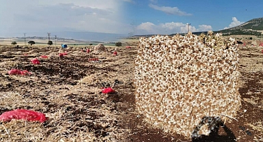 Kahramanmaraş’ta sarımsak hasadı can suyu oldu