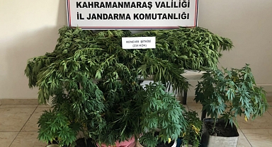 Pazarcık’ta evlerinde kenevir yetiştiren 2 kişi yakalandı