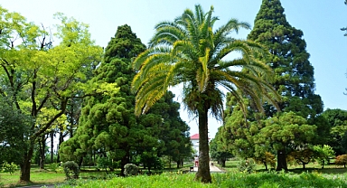 Dünyanın en büyük Botanik Bahçesi, EXPO ile Kahramanmaraş'a taşınıyor