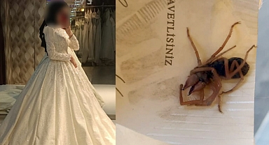 Kahramanmaraş’ta düğün günü gelinliğinden zehirli böcek çıktı