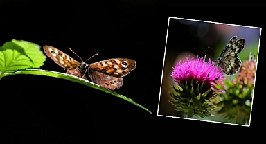 Kahramanmaraş’ta Kelebekler Vadisi büyülüyor