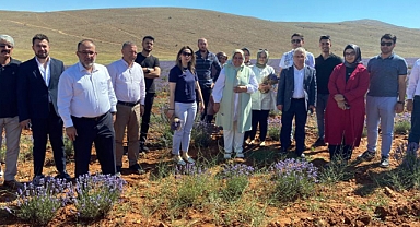 Milletvekili Öçal: Afşin lavanta tarlalarıyla Türkiye’de örnek bir ilçe oldu