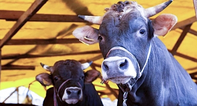 Onikişubat’taki kurbanlık satış ve kesim yerleri belli oldu