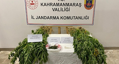 Afşin’de 145 kök kenevir bitkisi ele geçirildi