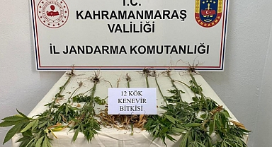 Afşin’de evinin bahçesinde kenevir yetiştirdi: 1 gözaltı