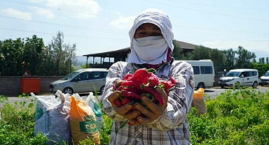 Büyükşehir’in Fide Desteği Çiftçiye Bereket Oldu