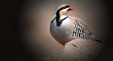 Kahramanmaraş’ta 15 bin kınalı keklik doğaya salındı