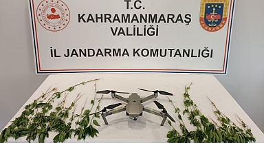 Kahramanmaraş’ta mısır tarlasında kenevir operasyonu