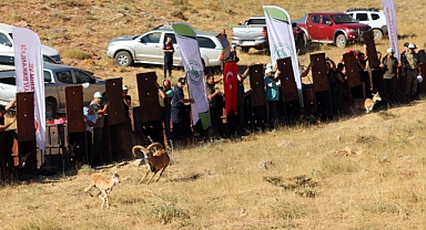 Yaban koyunlarının yeni yurdu Kahramanmaraş oldu