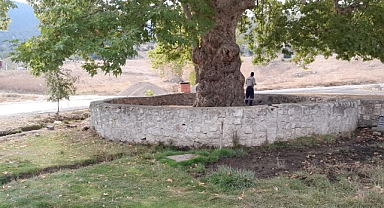 Asırlık Çınar’ın Çevresi Güzelleştiriliyor