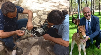 Dulkadiroğlu Mini Hayvanat Bahçesinde Bakım Çalışması Yapıldı