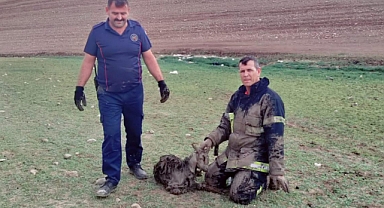 Kahramanmaraş’ta Bataklığa Saplanan Keçiyi İtfaiye Eri Kurtardı