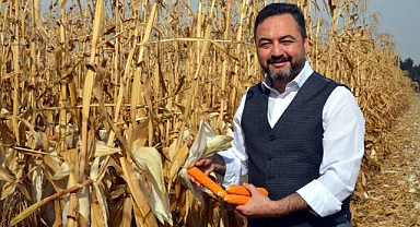 Elbistan’da ‘Cin Mısırı’ hasadı yapıldı