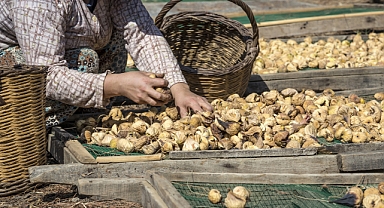 Kuru incir ihracatından 258 milyon dolar döviz geliri elde edildi