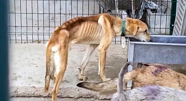 Tarım ve Orman'dan Konya açıklaması