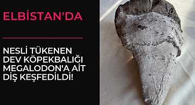 Elbistan’da 20 Milyon Yıl Önce Yaşayan Megalodon Dişi Bulundu	