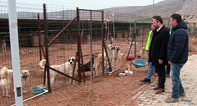 Elbistan'da ruhsatı alınan barınakta, 200 köpek kısırlaştırıldı