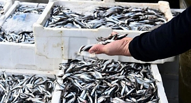 Kasım ayının şampiyonu hamsi