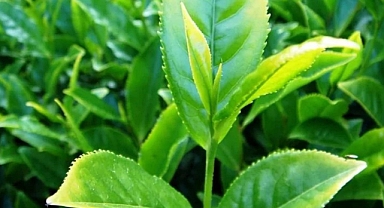 Yaş çay fark ödemesi desteği belli oldu