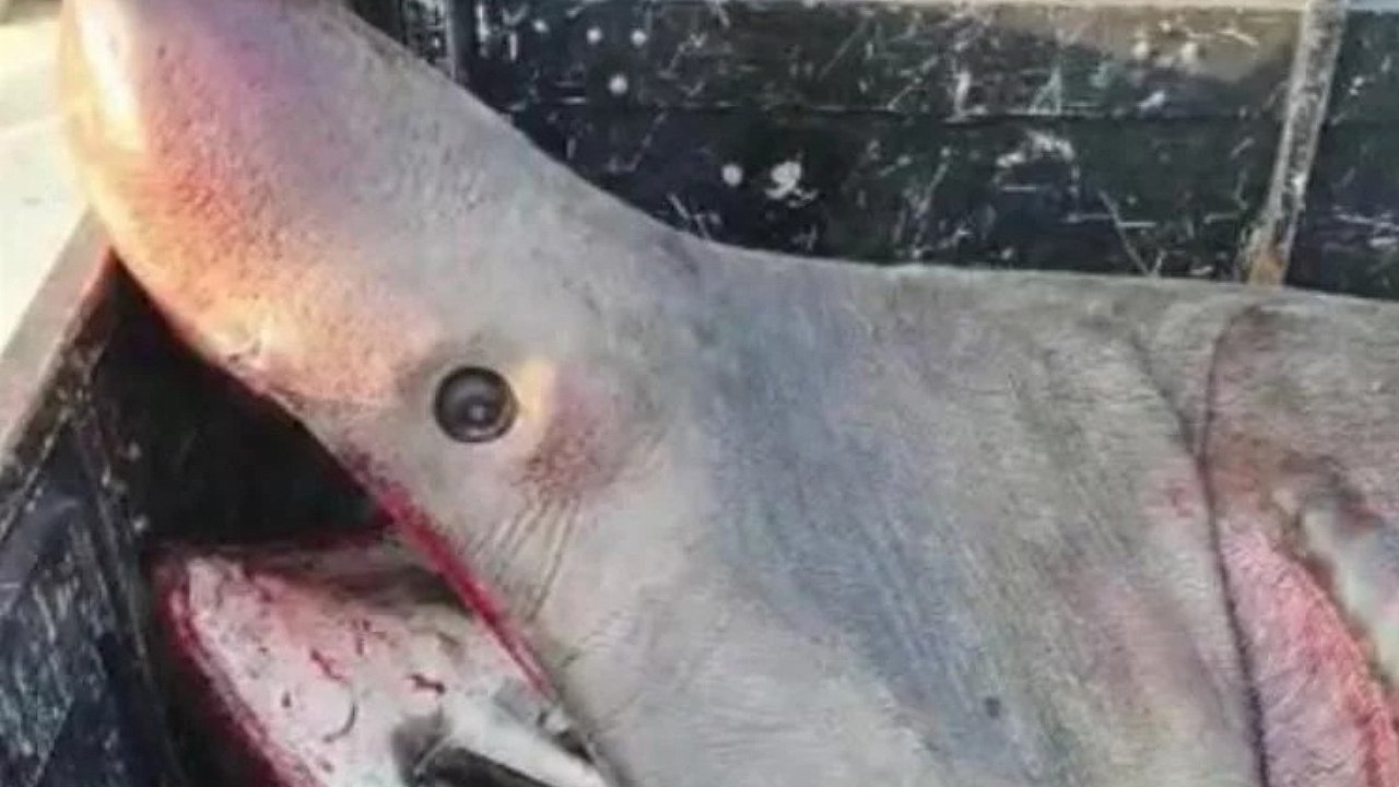 2 tonluk 'Büyük Camgöz' ağa takıldı!