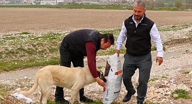 Hasene Vakfı gönüllüleri sokak hayvanlarını da unutmadı